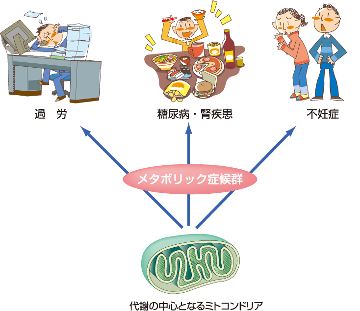 ミトコンドリアの活躍